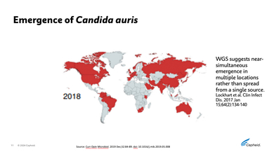 Map of Candida Auris emergence